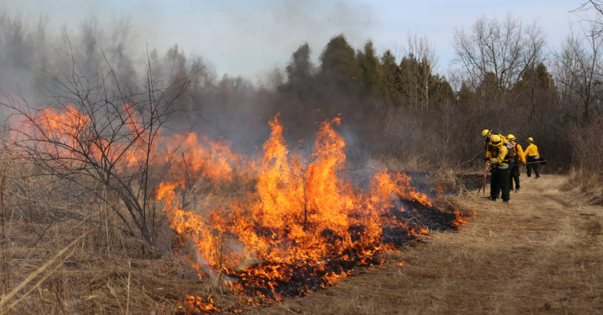 Firefighters in yellow uniforms manage a controlled burn in a dry, grassy area with trees in the background