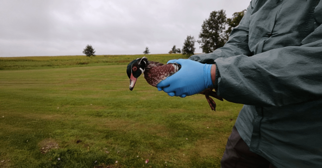 duck being banded