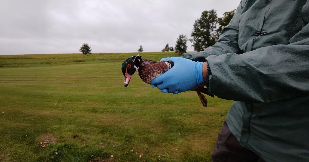 duck being banded