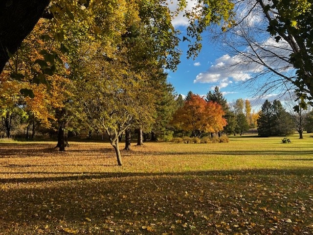 A nature scene with trees in fall colors—yellow, orange, and green leaves—under a blue sky with clouds. Sunlight casts long shadows across a grass lawn covered in fallen leaves.