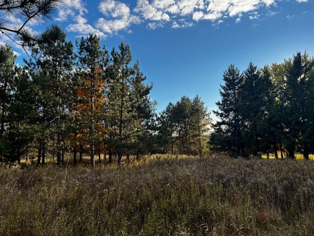A grassy field with tall brown and green grass is bordered by a line of pine trees under a blue sky with scattered white clouds. Sunlight filters through the trees, creating a calm, natural scene.